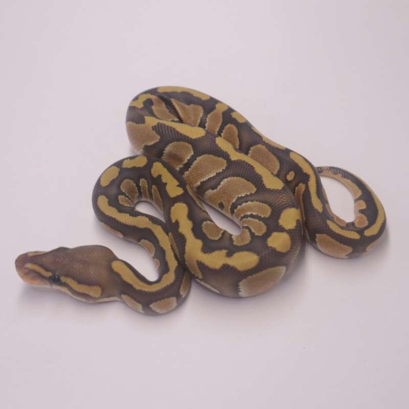 Chocolate enchi hypo