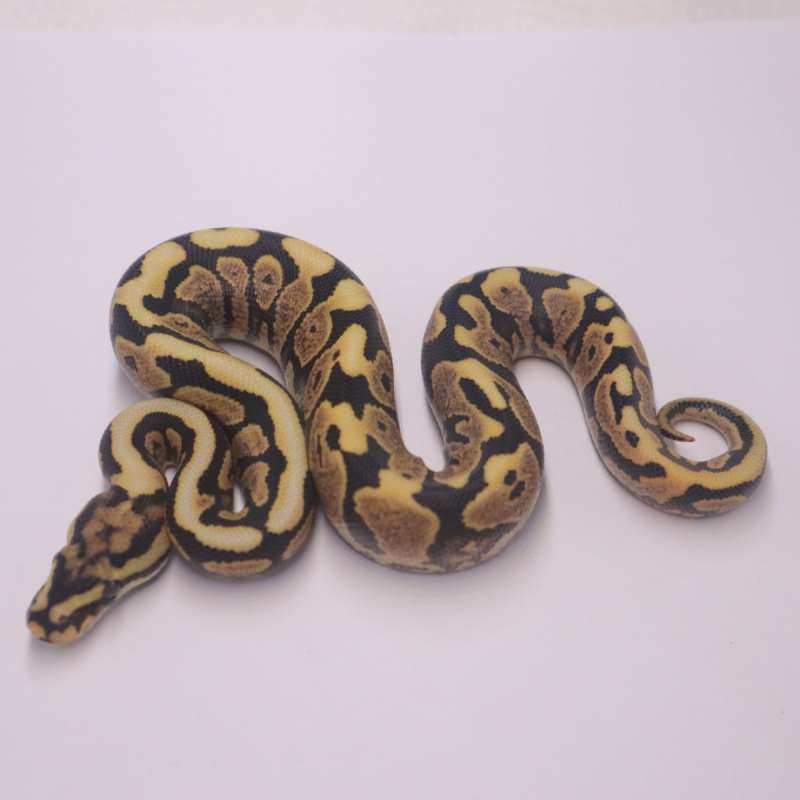 Spotnose yellowbelly desert ghost poss het clown