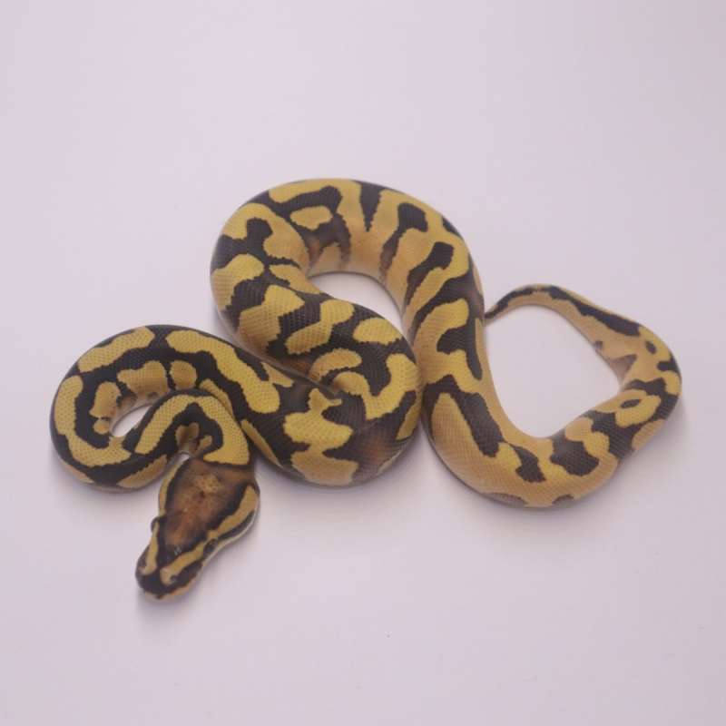 Enchi redstripe desert ghost poss het clown