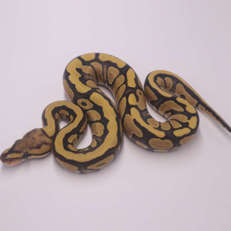 Redstripe desert ghost poss het clown