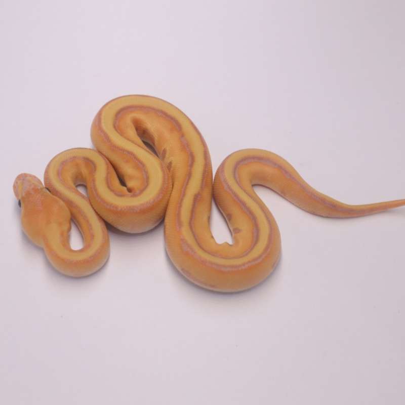Banana orange dream genetic stripe