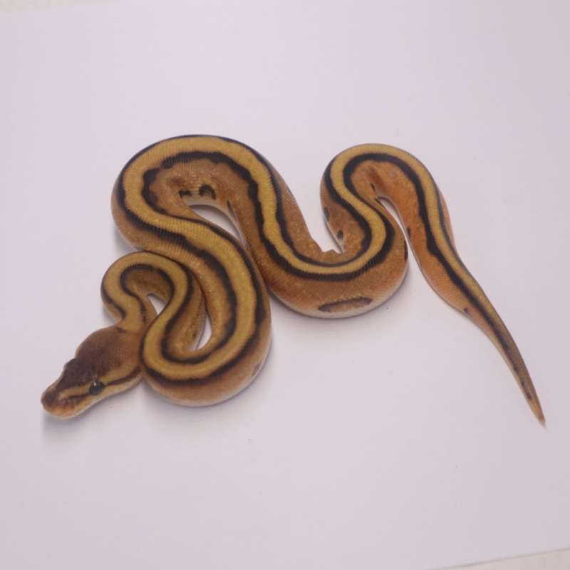 Orange dream genetic stripe