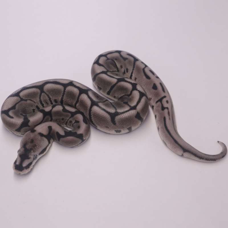 Leopard spider axanthic poss het pied