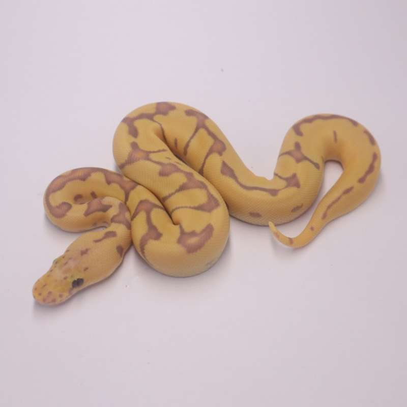 Banana pastel enchi clown