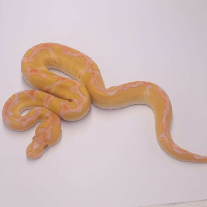 Enchi grail