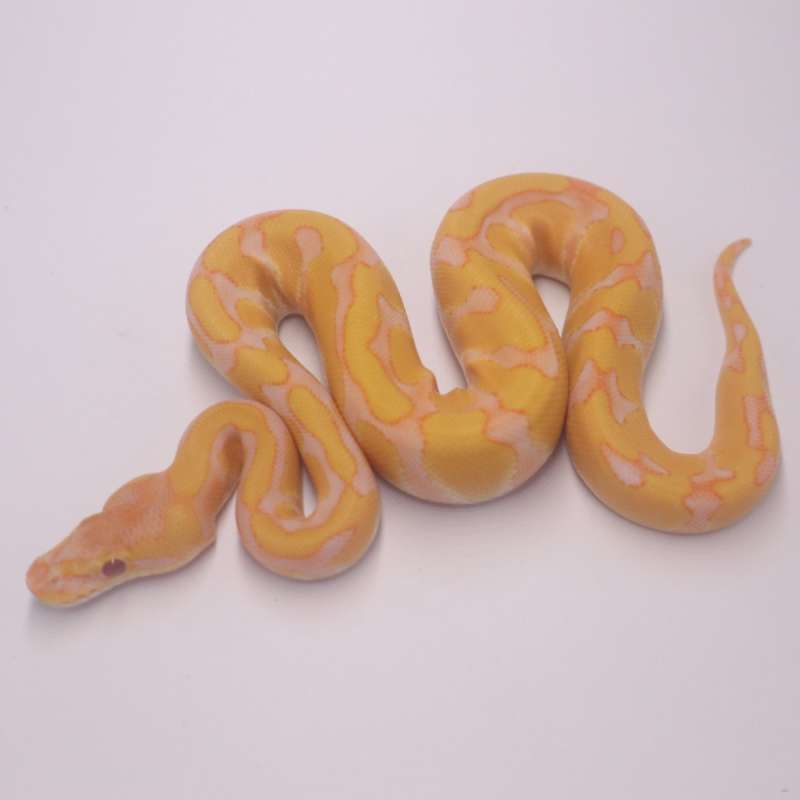 Enchi lavender het clown