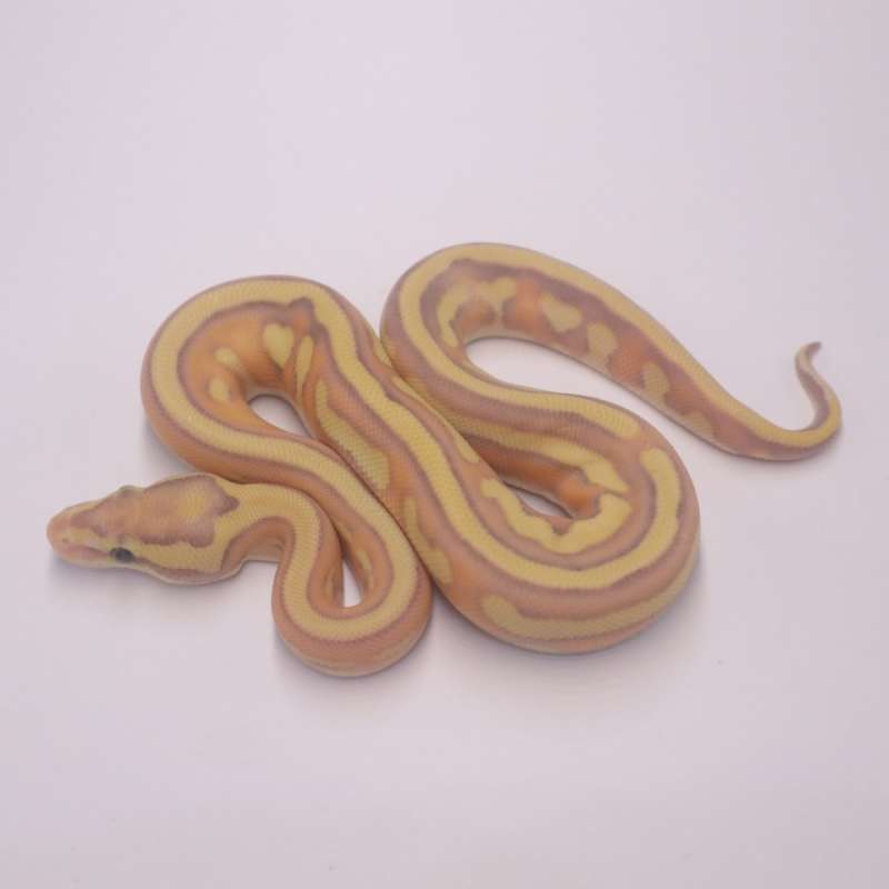 Banana lesser tristripe
