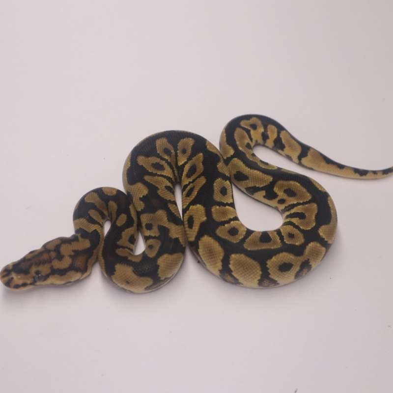 Spotnose yellowbelly clown