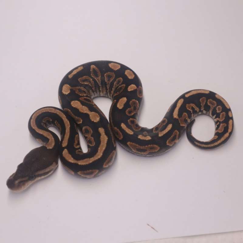 Cinnamon redstripe yellowbelly het clown