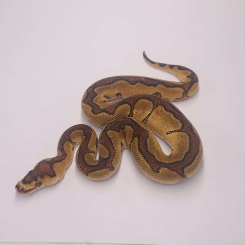 Enchi redstripe yellowbelly clown