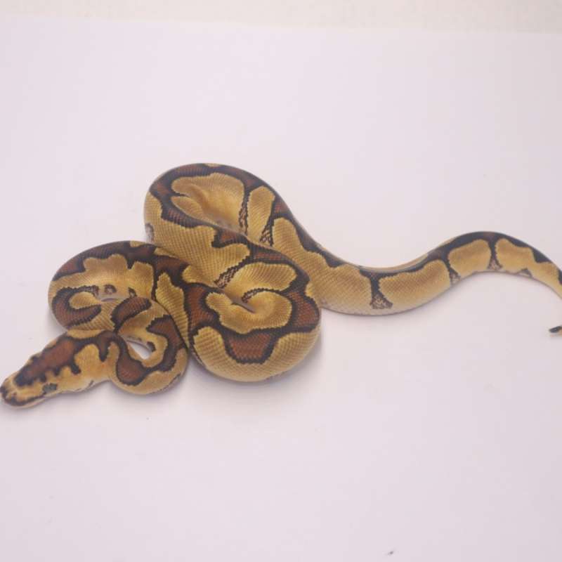 Enchi redstripe yellowbelly clown