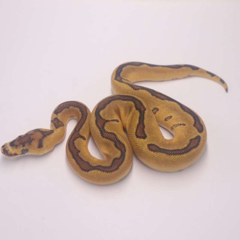 Enchi redstripe clown