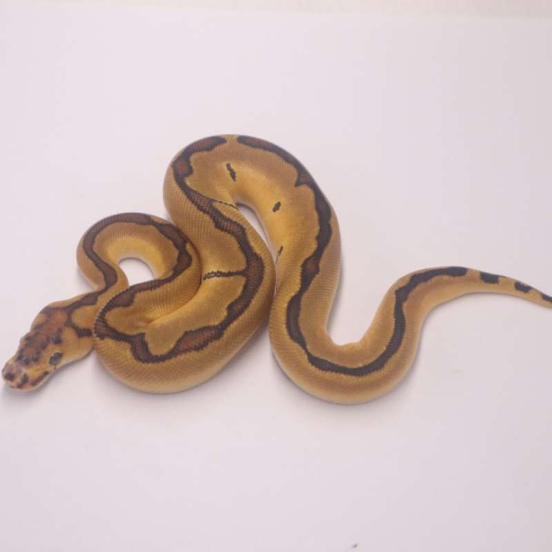 Enchi redstripe clown