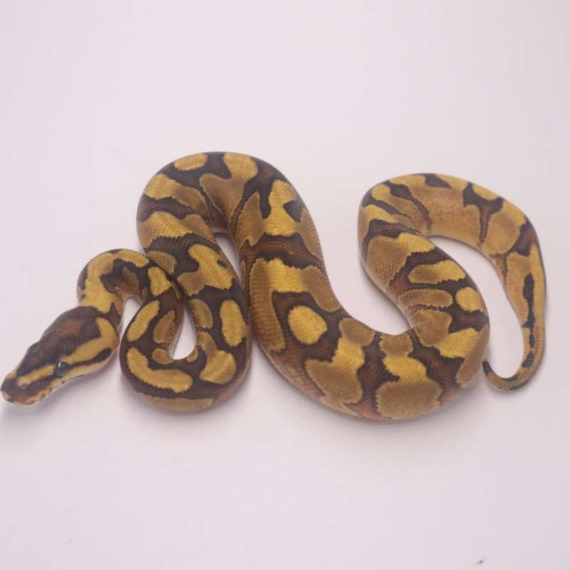Enchi redstripe yellowbelly het clown