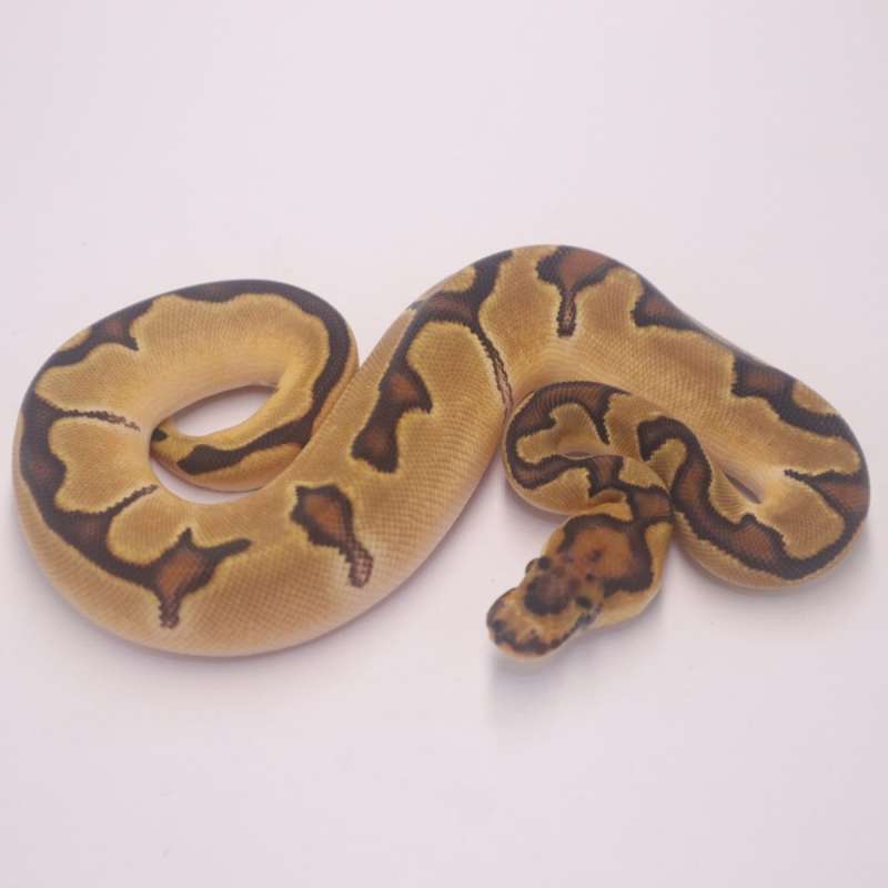 Enchi orange dream clown