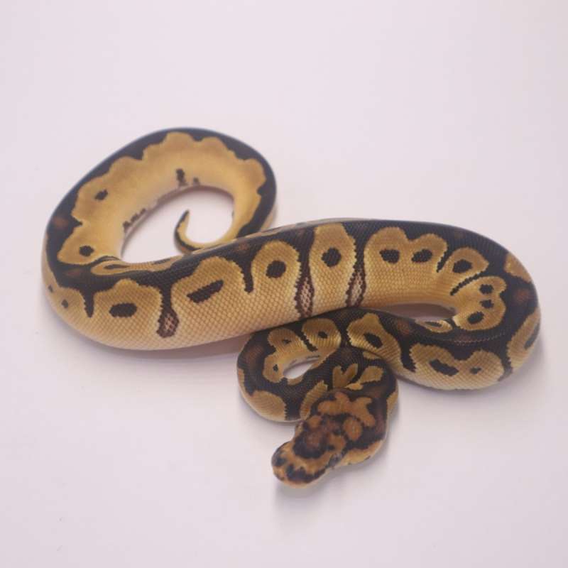 Orange dream clown
