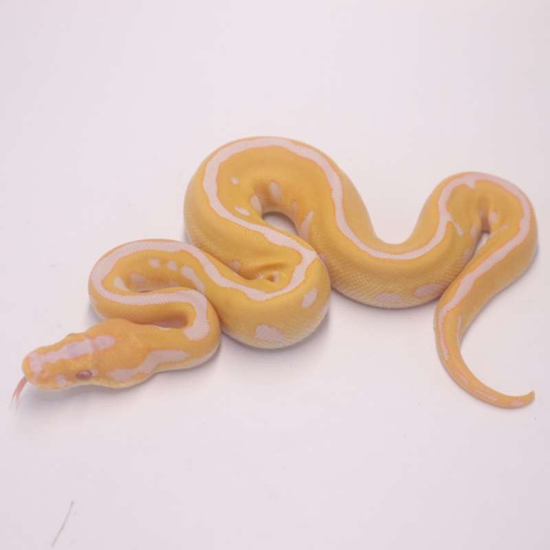 Pastel leopard spotnose grail