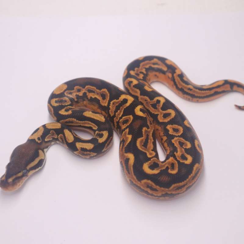 Orange dream black pastel yellowbelly het pied