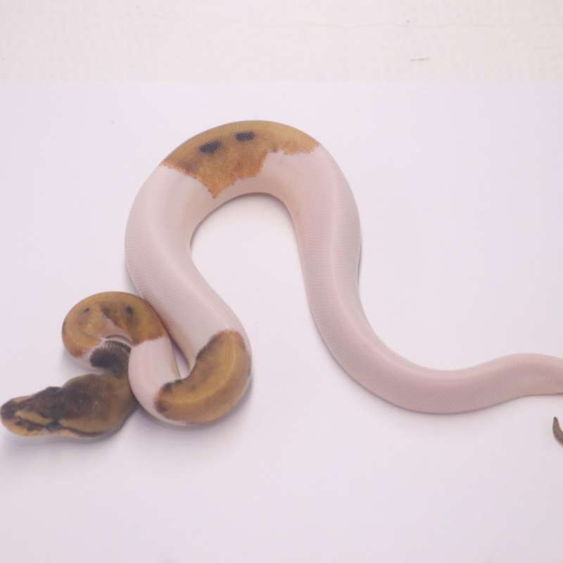 Leopard genetic stripe pied