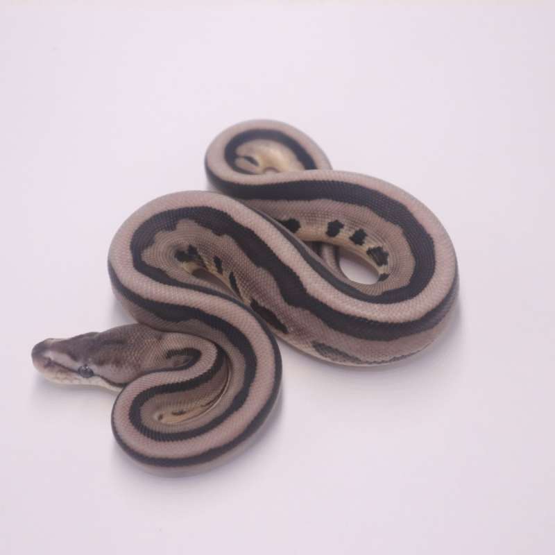 Genetic stripe axanthic