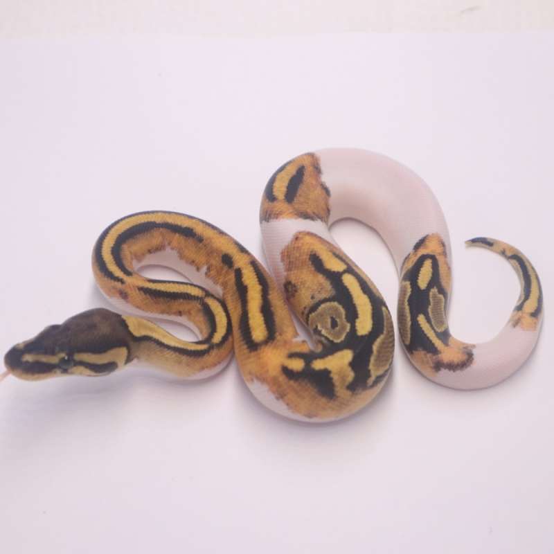 pied het axanthic paradox