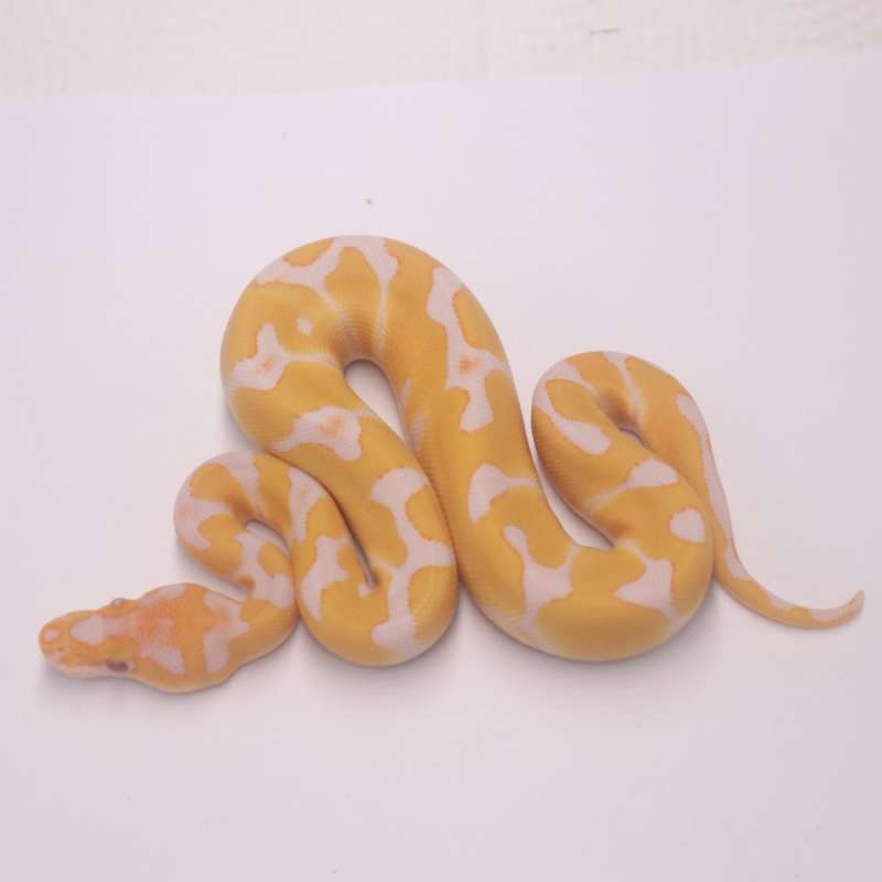 Enchi grail
