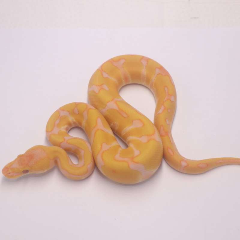 Enchi lavender het clown