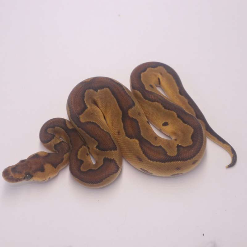 Enchi blackhead clown het lavender