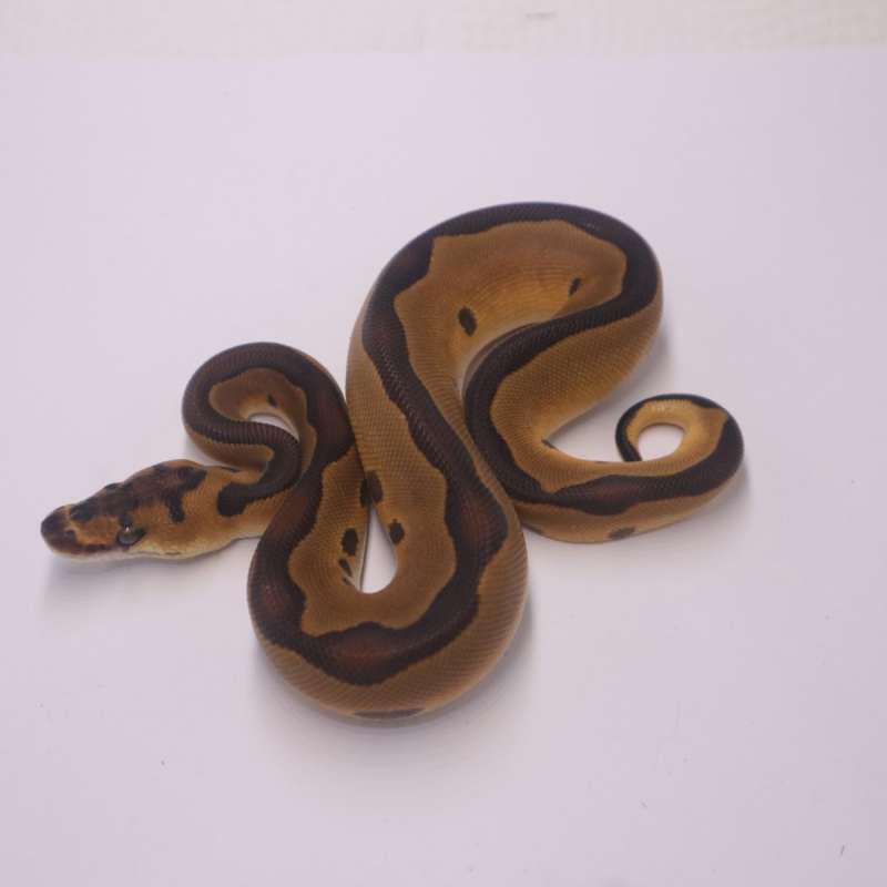 Blackhead leopard enchi clown het lavender