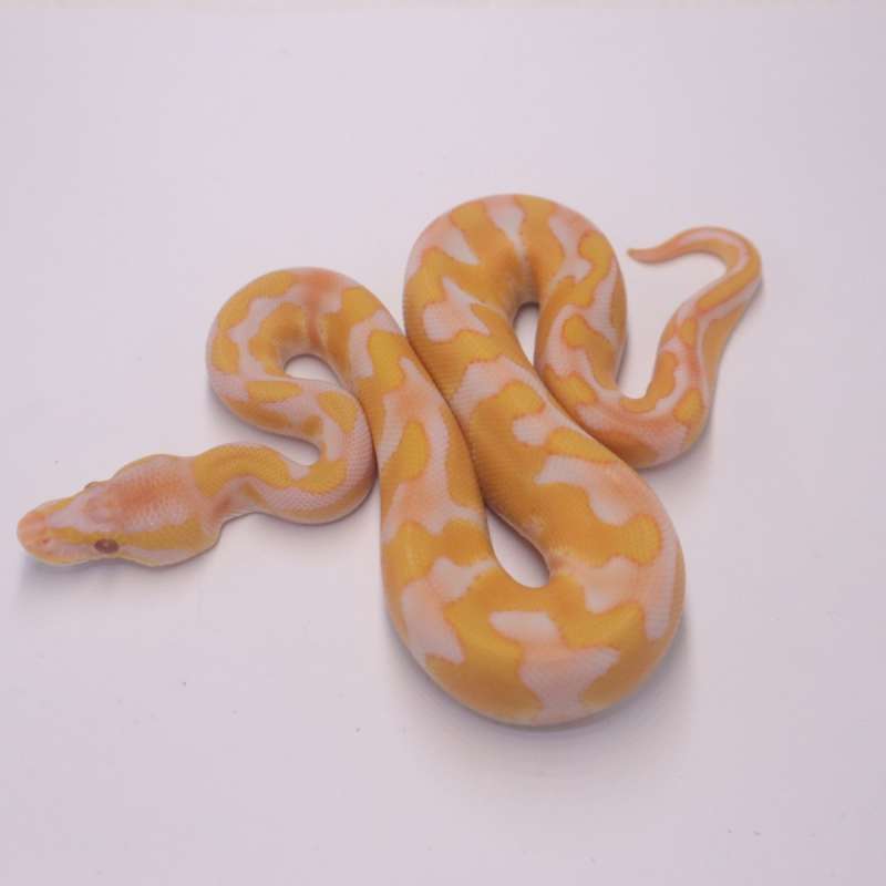 Enchi blackhead lavender het clown