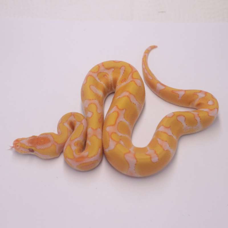Enchi lavender het clown