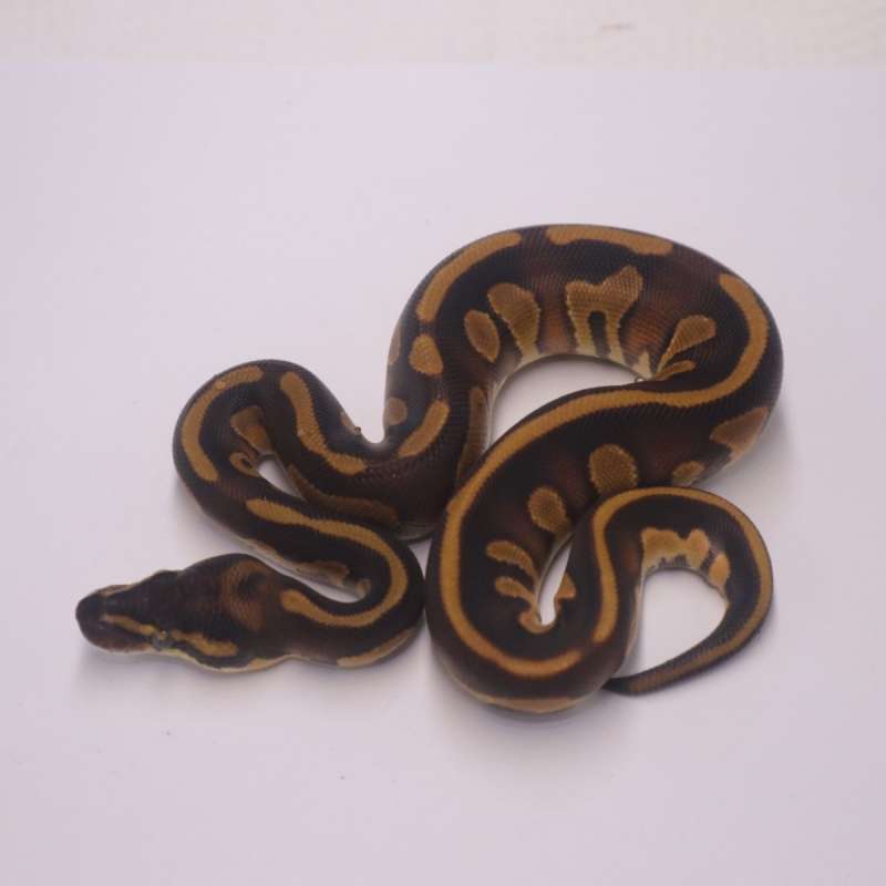 Leopard enchi blackhead het lavender clown