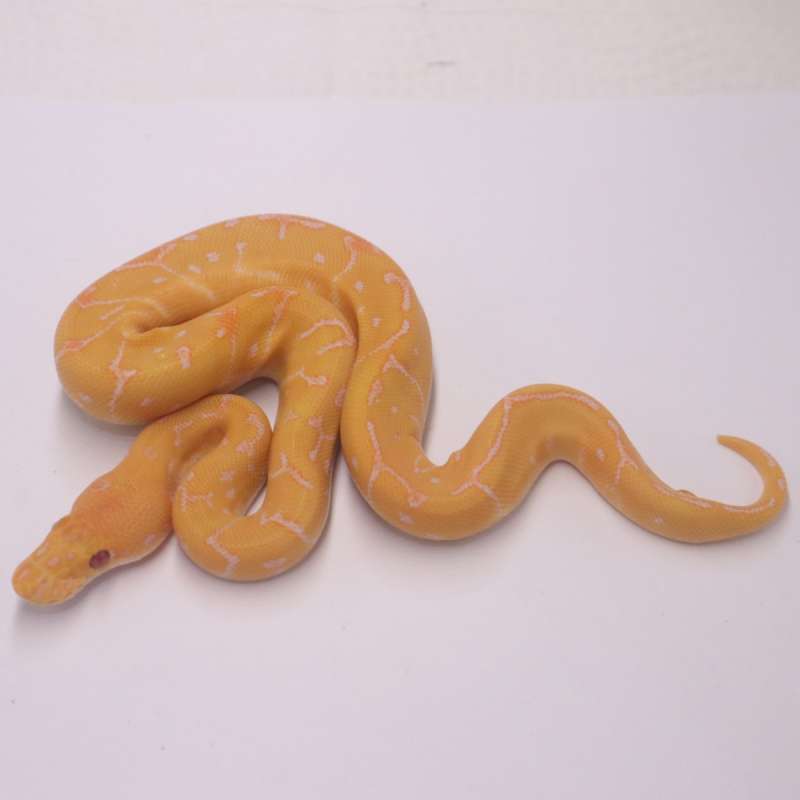 Leopard pinstripe grail poss confusion