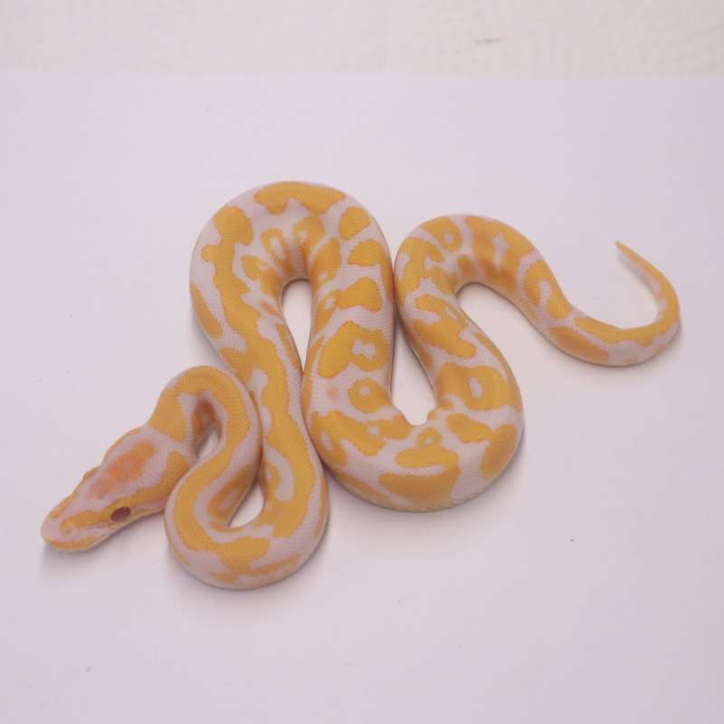 Confusion enchi lavender het clown