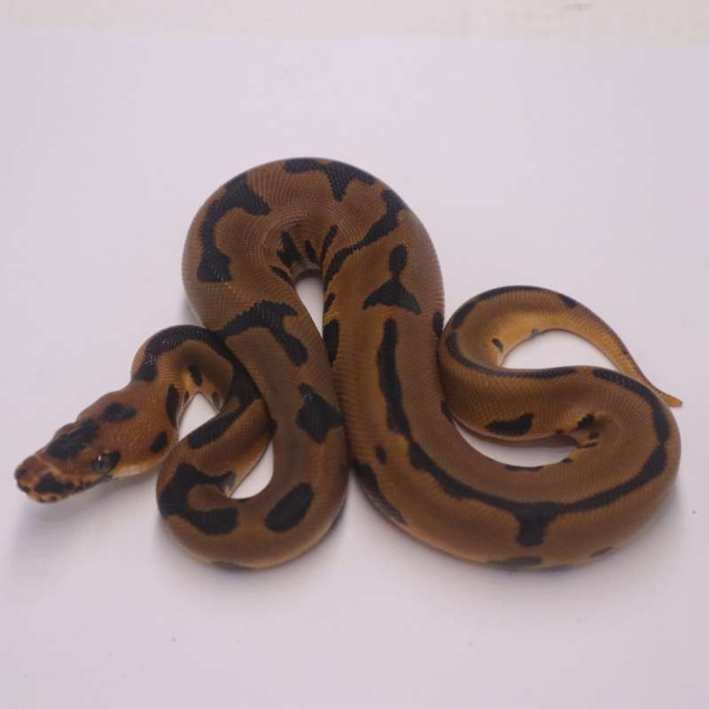 Leopard enchi confusion clown het lavender