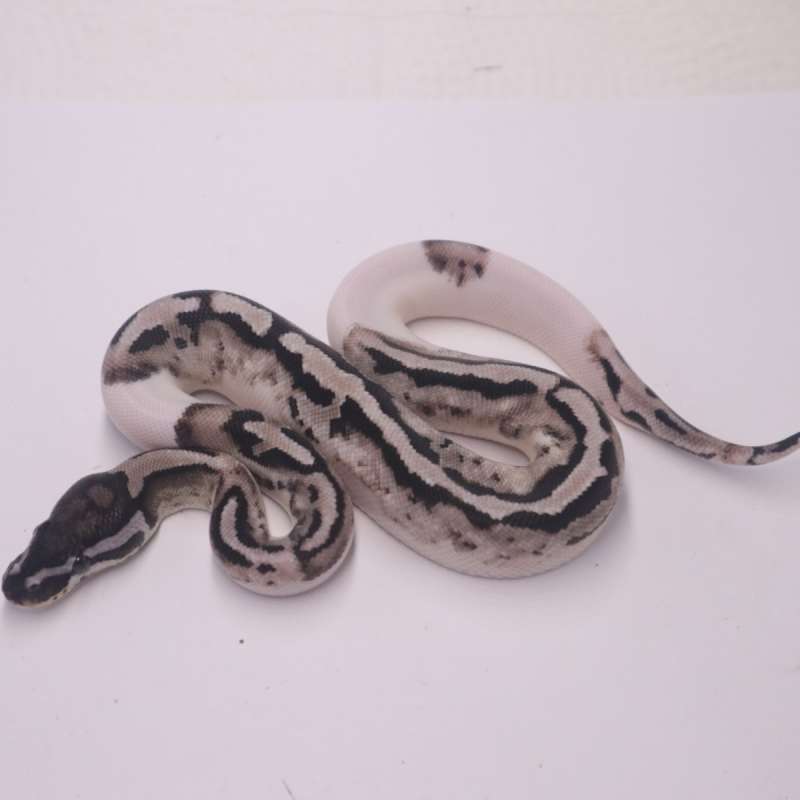 axanthic pied