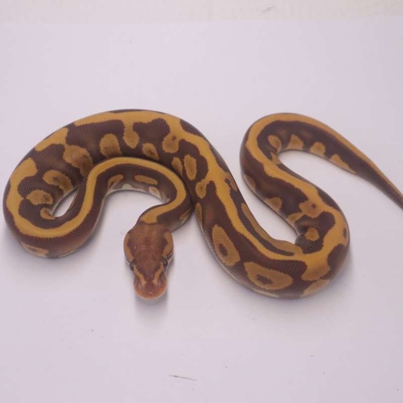 Leopard mahogany ultramel