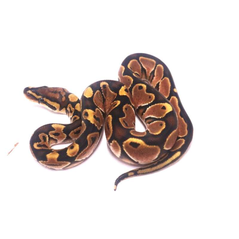 Special poss het monsoon