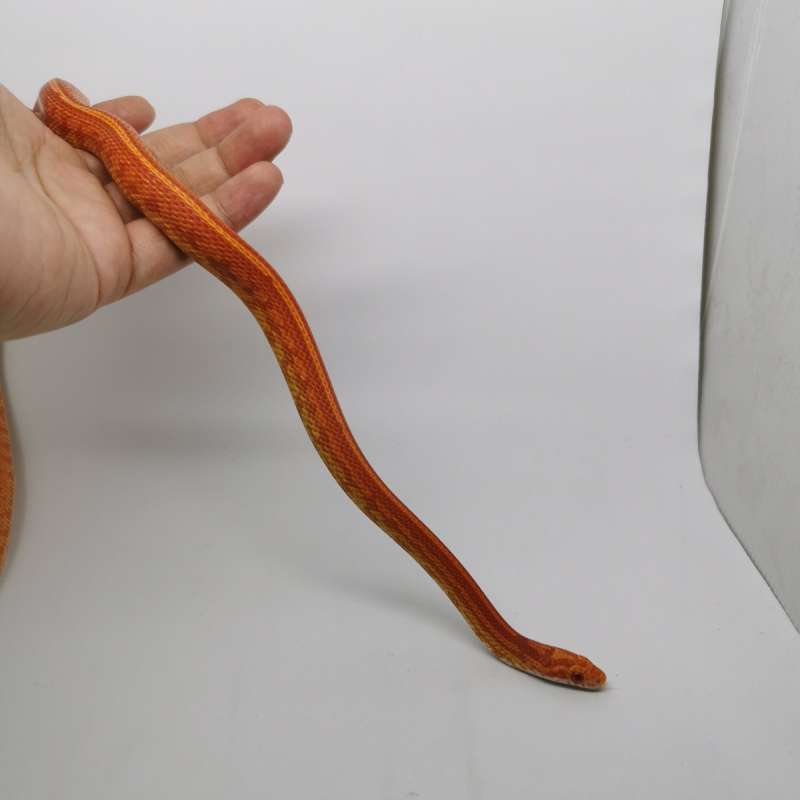 Cornsnake Amel Tessera het Diffused