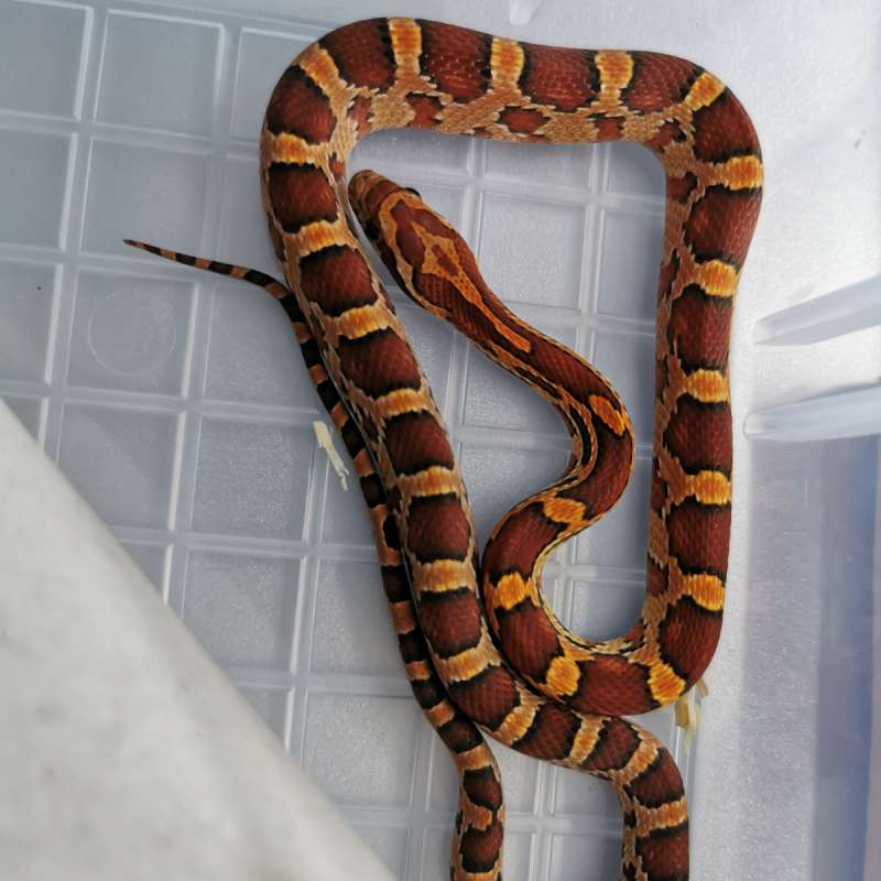Cornsnake Normal het Anery Sunkissed, 66% het Hypo