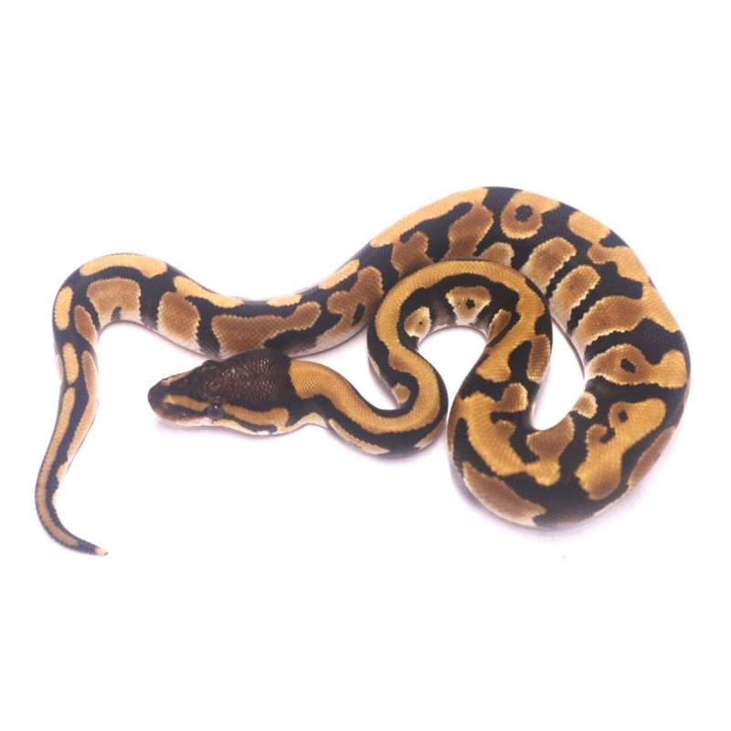 Phantom orange dream jaguar het clown