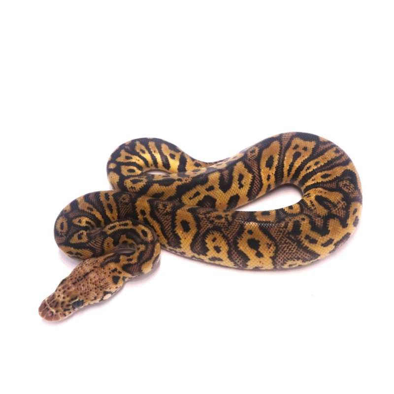 Confusion pastel clown