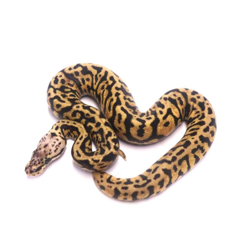 Confusion pastel spotnose het clown