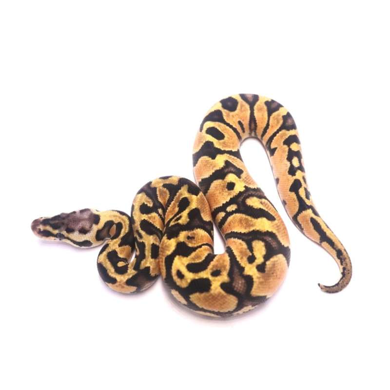 Pastel orange dream jaguar het clown