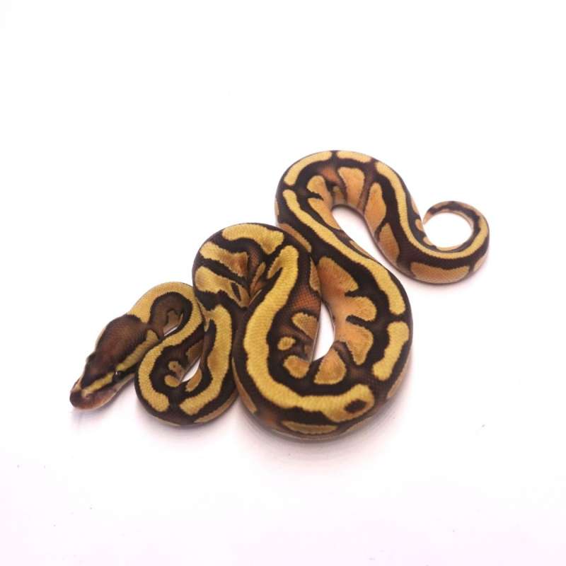 Fire enchi het tristripe lavender