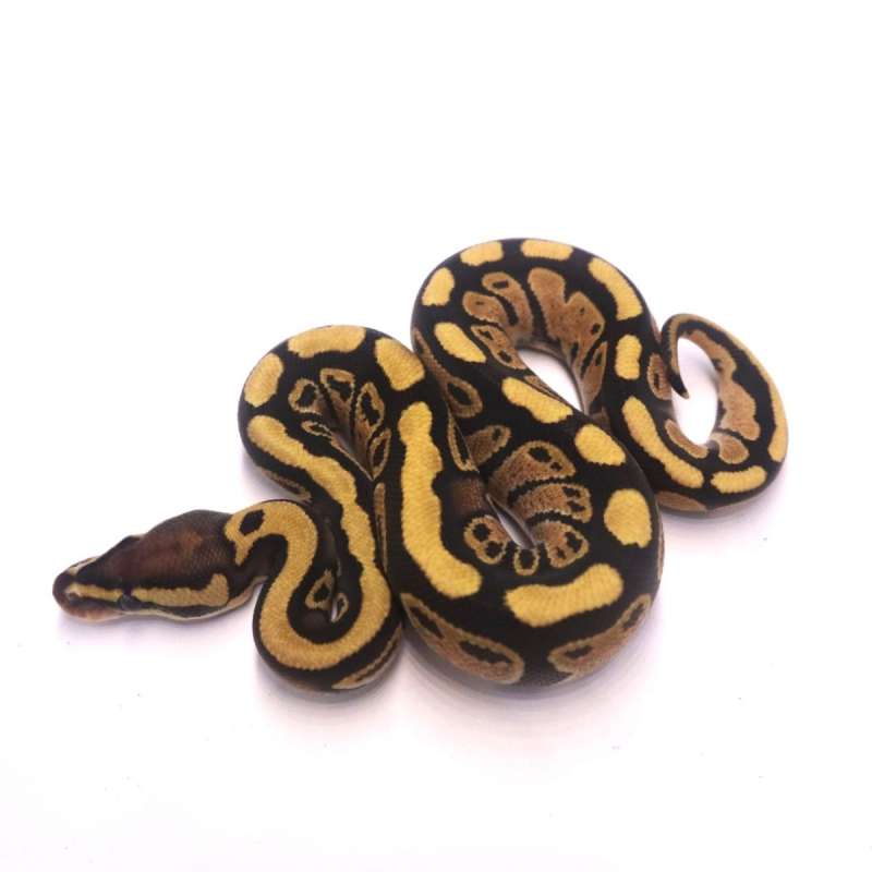 Fire poss het tristripe lavender
