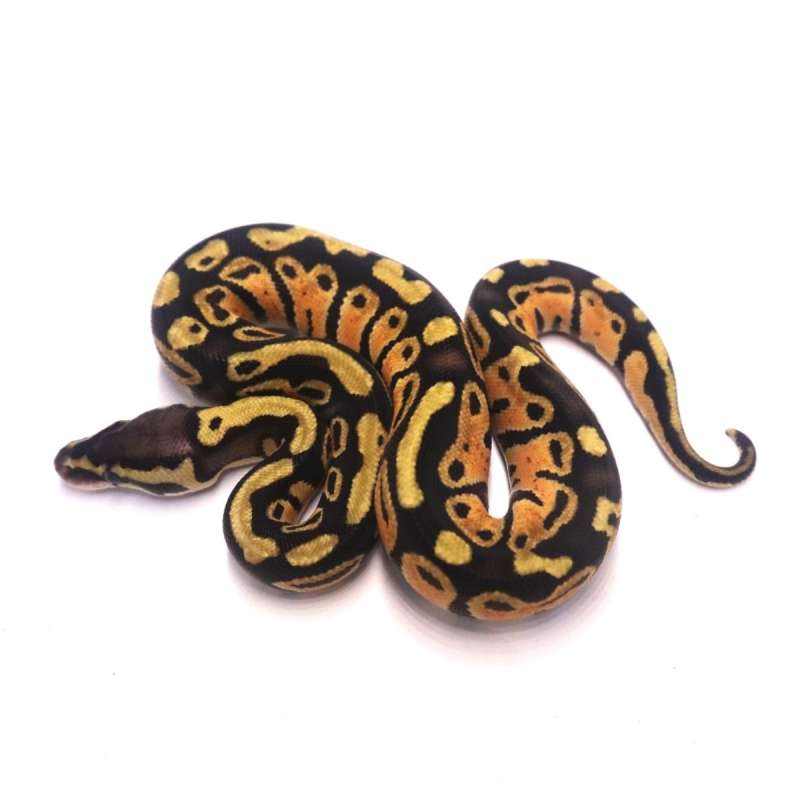 Pastel poss het lavender tristripe