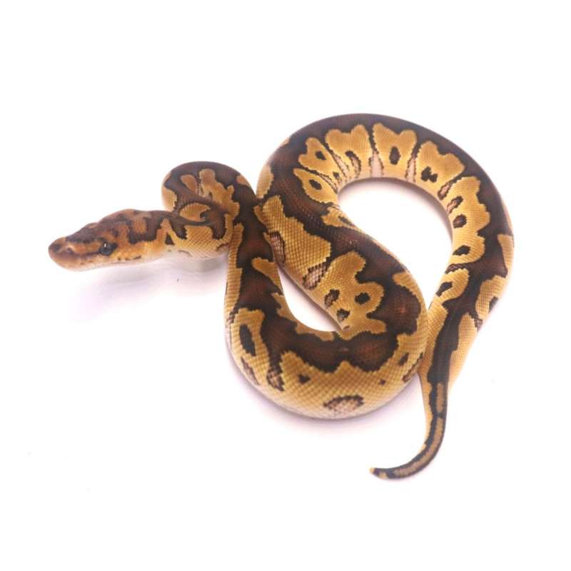 Special clown poss het lavender