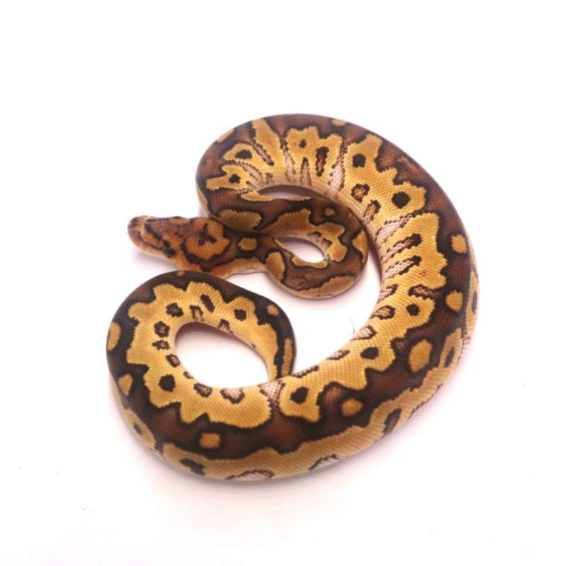 Special clown poss het lavender monsoon