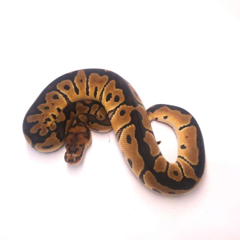 Clown poss het lavender
